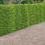 Thuja "Brabant" & Plicata atrovirens, Tuin en Terras, Ophalen, Haag