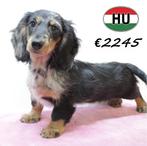 Langharige Dwerg Teckel pups - Te koop, Dieren en Toebehoren, 15 weken tot 1 jaar, Handelaar, Buitenland, CDV (hondenziekte)