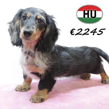 Langharige Dwerg Teckel pups - Te koop beschikbaar voor biedingen
