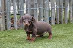 Prachtige kortharige dwergteckel pups (geteste ouders), Animaux & Accessoires, Chiens | Teckels & Bassets, Poils courts, Chienne