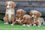 prachtige toller pups, beide ouders zijn hier aanwezig, Dieren en Toebehoren, Honden | Retrievers, Spaniëls en Waterhonden, België