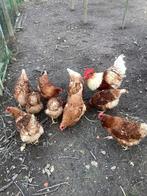Broedeieren isa brown, Dieren en Toebehoren, Pluimvee
