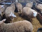 ramlammeren en ooien te koop, Meerdere dieren, Schaap, 0 tot 2 jaar