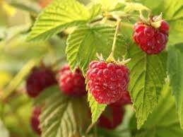 Frambozen aan super solden, Tuin en Terras, Planten | Fruitbomen, In pot, Ophalen