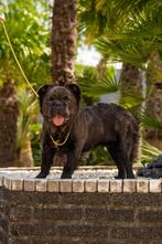 Chique fluffy franse bulldog, Reu, Buitenland, CDV (hondenziekte), Bulldog