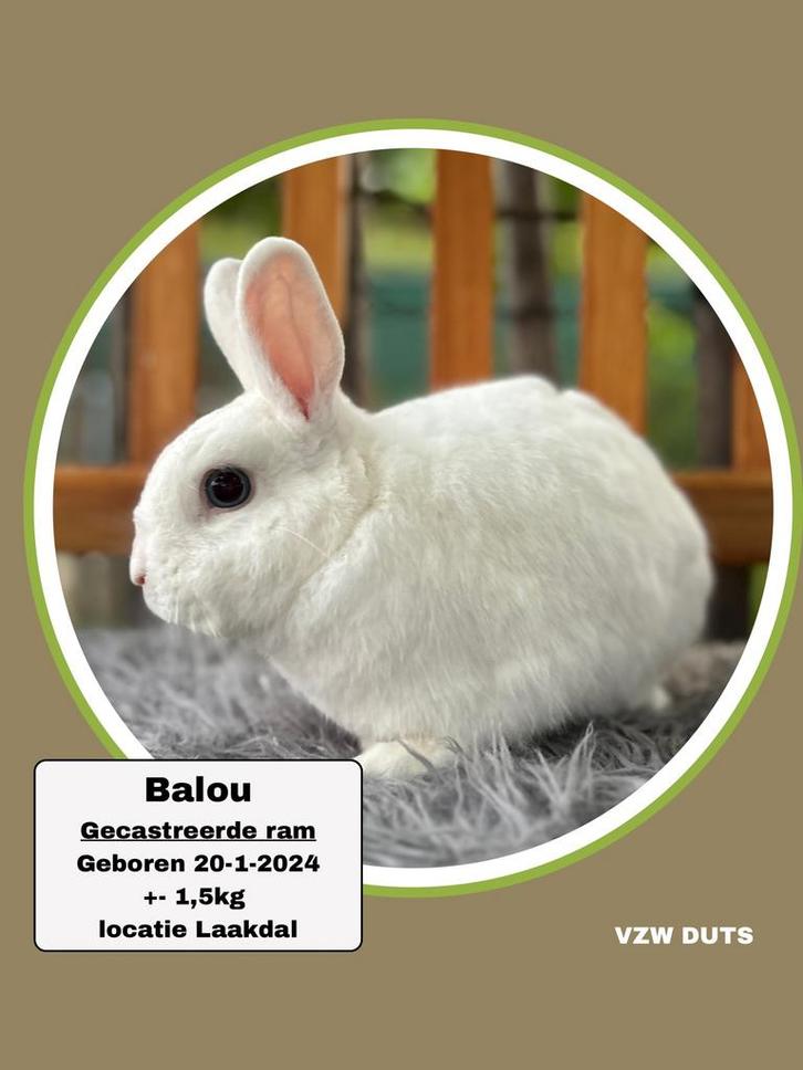 TER ADOPTIE GECASTREERDE RAM, Dieren en Toebehoren, Konijnen, Klein, Mannelijk, 0 tot 2 jaar
