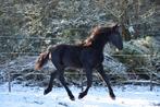 Friese 1,5 - jarige hengst, Dieren en Toebehoren, Hengst, Niet van toepassing, Gechipt