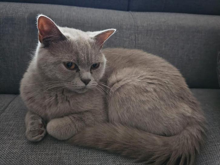 Britse korthaar 1,5jr, met al haar spullen €799, Dieren en Toebehoren, Katten en Kittens | Dekkaters, 0 tot 2 jaar