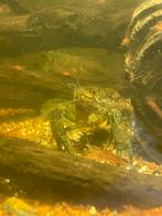 Marmer kreeften, Dieren en Toebehoren, Vissen | Aquariumvissen, Kreeft, Krab of Garnaal, Zoetwatervis