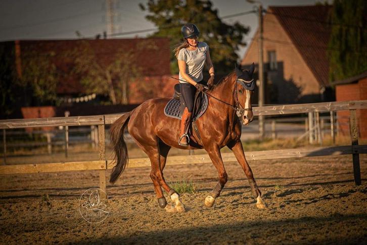 Zangersheide merrie, Dieren en Toebehoren, Paarden, Merrie, L, 170 tot 175 cm, 11 jaar of ouder, Recreatiepaard