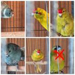 Kakariki 1=pop, 2 =man , 3=pop, 4=man, 5=pop, 6= verkocht, Dieren en Toebehoren, Geringd