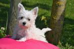 West highland white terrier pup, 15 weken tot 1 jaar, Buitenland, CDV (hondenziekte), Eén hond