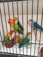 Agapornis fischeri, Meerdere dieren, Dwergpapegaai of Agapornis, Geringd