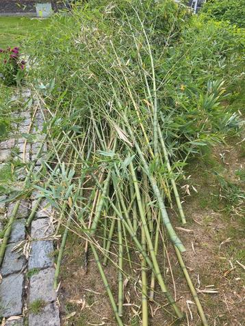 Gerooide bamboestokken (als steun voor planten of om te knut beschikbaar voor biedingen