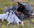 Cattle dog pups, Dieren en Toebehoren, Honden | Herdershonden en Veedrijvers, Particulier, 8 tot 15 weken, CDV (hondenziekte)