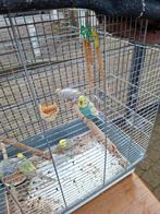 Regenboogparkieten, Dieren en Toebehoren, Vogels | Hokken en Kooien, Ophalen