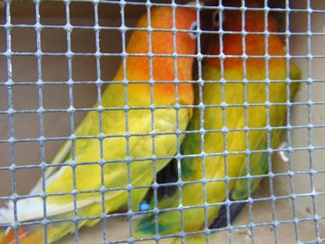 agapornis beschikbaar voor biedingen
