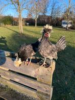Hollandse kuifhoen haantjes te koop., Dieren en Toebehoren, Mannelijk, Kip