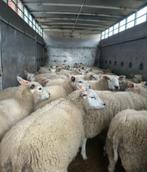 Des moutons pour l'Aïd al-Adha