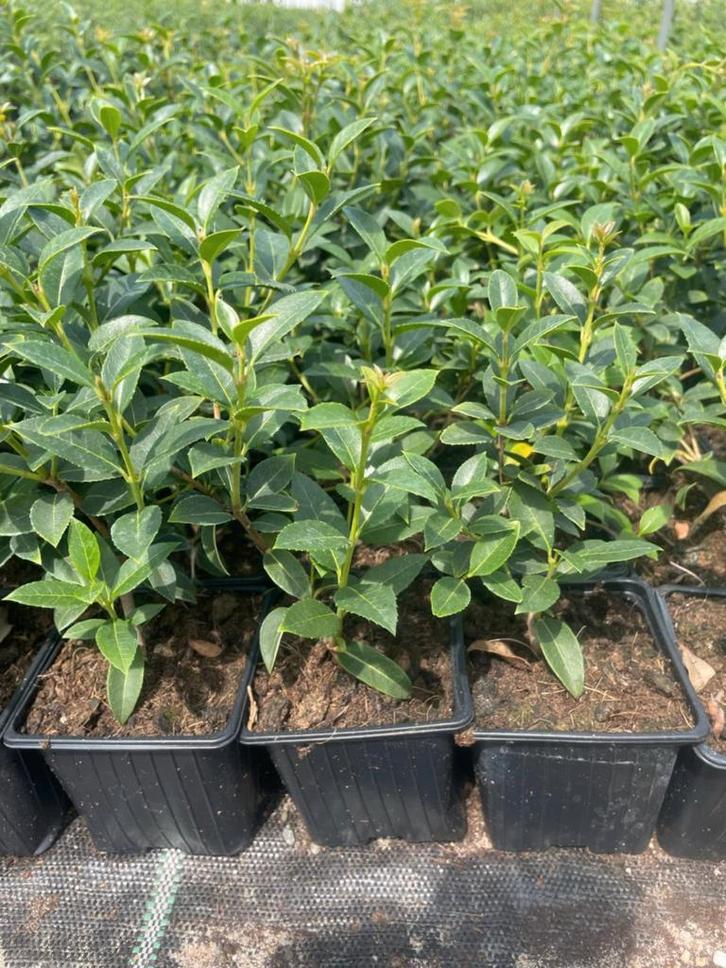 Osmanthus Burkwoodii!, Tuin en Terras, Planten | Struiken en Hagen, Beukenhaag, Ophalen