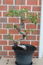 bonsai, Ophalen