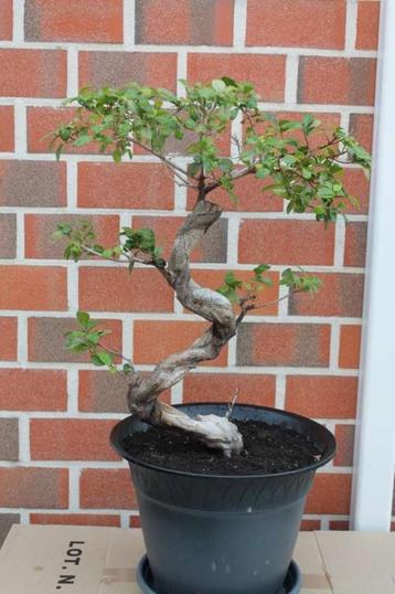 bonsai beschikbaar voor biedingen