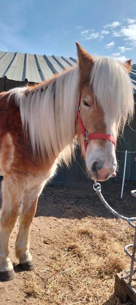 GESTOLEN, Dieren en Toebehoren, Pony's