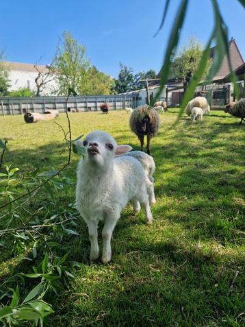 Ouessant, Plusieurs animaux, Mouton, 0 à 2 ans