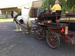 Paarden, Merrie, Minder dan 160 cm, 11 jaar of ouder, Recreatiepaard