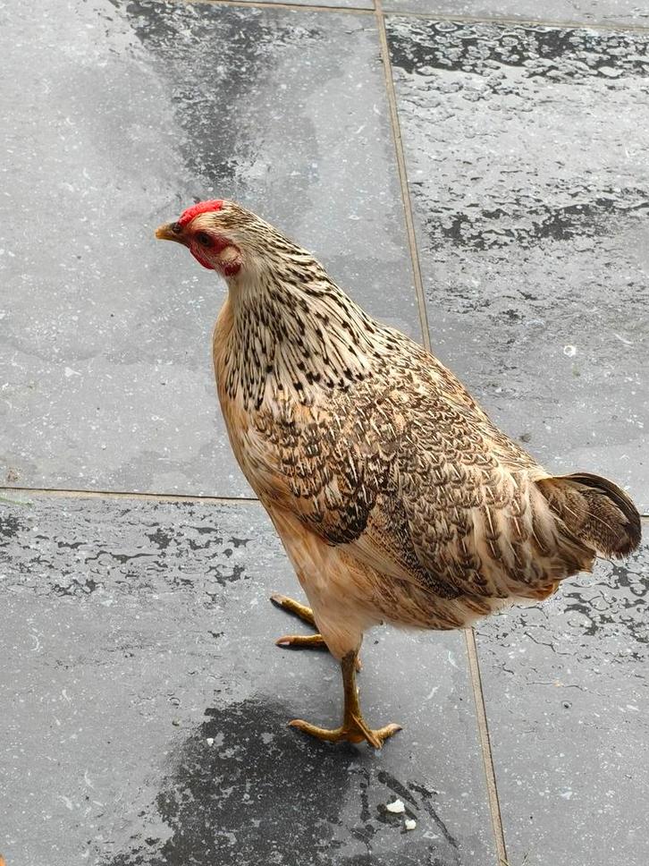 Hen, Dieren en Toebehoren, Pluimvee