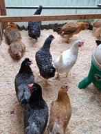 pondeurs colorants araucana/crème legbar/marans 0499/082381, Animaux & Accessoires, Femelle, Poule ou poulet