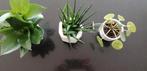 Trois jolies petites plantes d'intérieur, Maison & Meubles, Plantes d'intérieur, Autres espèces, Moins de 100 cm, Enlèvement, Plante verte
