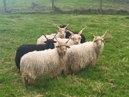 Racka schapen, Dieren en Toebehoren, Schapen, Geiten en Varkens, Schaap, Meerdere dieren, 0 tot 2 jaar