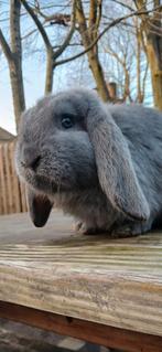 Franse hangoor, Femelle, Taille moyenne, Oreilles tombantes, 0 à 2 ans