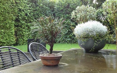 Bonsai Thuja plicata 'Whipcord [ reuzen levensboom ], Tuin en Terras, Planten | Bomen, In pot, Ophalen of Verzenden