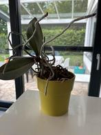 Orchidee, Ophalen