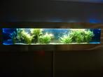 Nieuw nieuw, een aquarium dat je aan de muur ophangt, Dieren en Toebehoren, Vissen | Aquaria en Toebehoren, Ophalen, Zo goed als nieuw