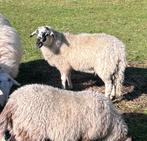 Elevage naturel et vente de moutons, Mouton, Mâle, 0 à 2 ans