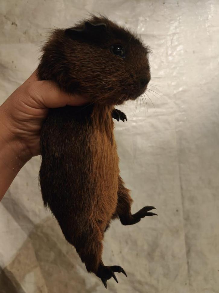 Zeer mooie goudagouti zeug, 3 maanden, Dieren en Toebehoren, Knaagdieren, Vrouwelijk, Cavia, September, Tam
