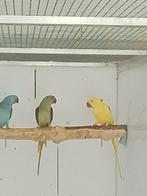 0.1 lutino Alexander 25