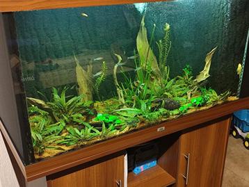 Aquarium Rio 350, Enlèvement, Utilisé, Aquarium d'eau douce rempli