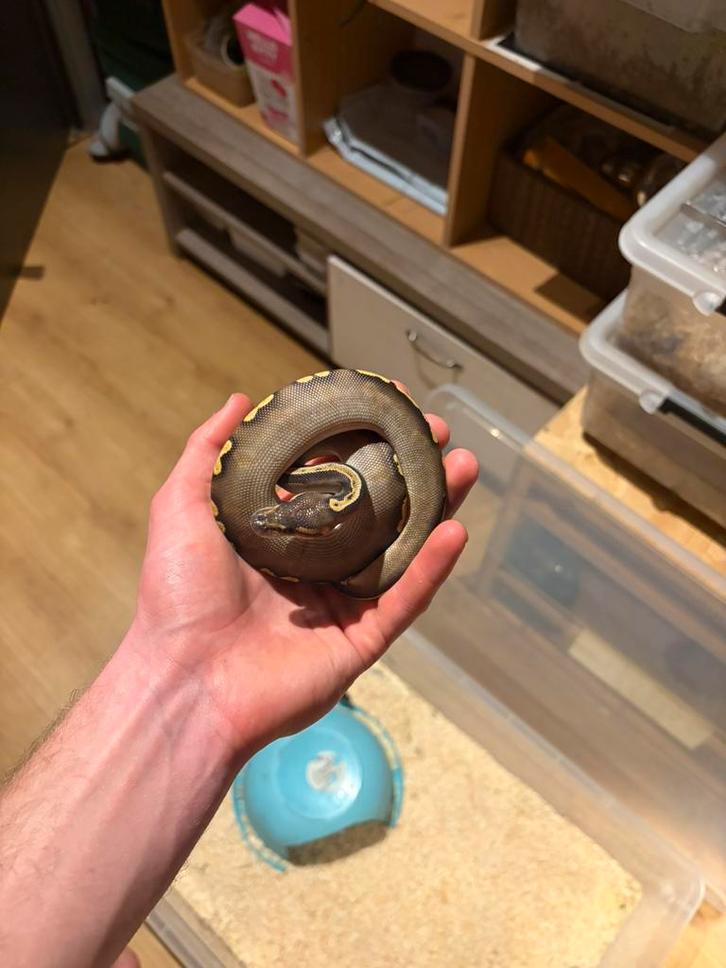 Lot de 7 python reguis + rack complet, Dieren en Toebehoren, Reptielen en Amfibieën, Slang, 0 tot 2 jaar, Met terrarium