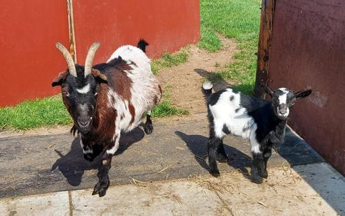 Moedergeit met gecastreerd bokje, Dieren en Toebehoren, Schapen, Geiten en Varkens, Geit, Meerdere dieren, 6 jaar of ouder