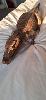 Crocodile empaillé. 1,20 m. Excellent état., Dieren en Toebehoren, Reptielen en Amfibieën | Toebehoren, Ophalen of Verzenden