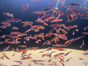 Rainbow Shiners (Notropis Chrosomus) beschikbaar voor biedingen