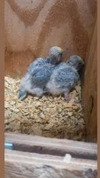 Regenboog grasparkieten