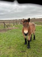 merrieveulen belgisch trekpaard, Dieren en Toebehoren, Paarden, Merrie, Gechipt, 0 tot 2 jaar