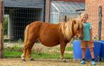 Lieve Shetlandermerrie Winnie, Dieren en Toebehoren, A pony (tot 1.17m), 3 tot 6 jaar, Onbeleerd, Recreatiepony