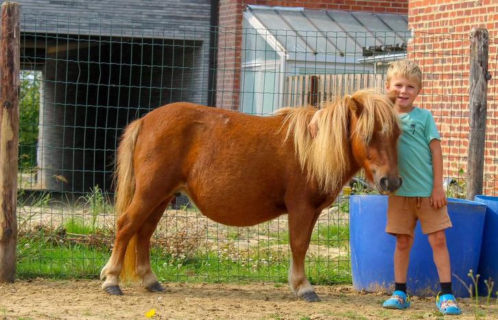 Lieve Shetlandermerrie Winnie, Dieren en Toebehoren, Pony's, Merrie, Onbeleerd, A pony (tot 1.17m), Recreatiepony, 3 tot 6 jaar