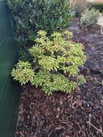 Rotsheide struik, Ophalen, Struik